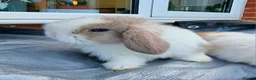 Mini Lop rabbits for sale: Beautiful Mini lops  - Advert 1