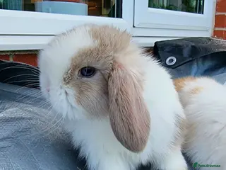 Mini Lop rabbits Beautiful Mini lops - Advert 12