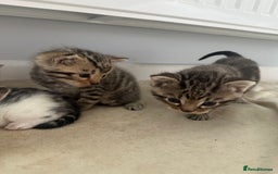Bengal cats for sale: 5 Beautiful Bengal kittens  - Image 9