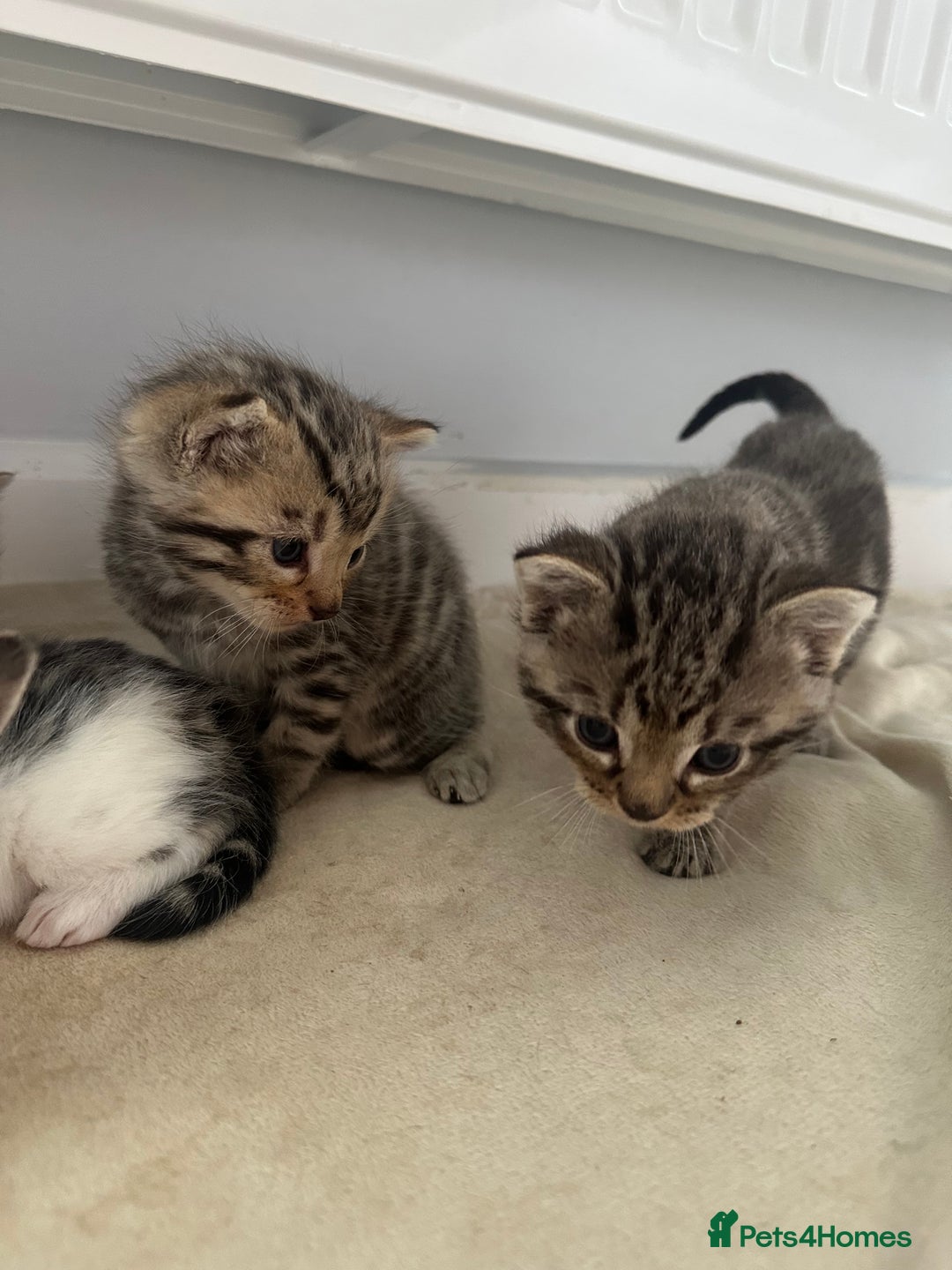 Bengal cats for sale: 5 Beautiful Bengal kittens  - Image 9