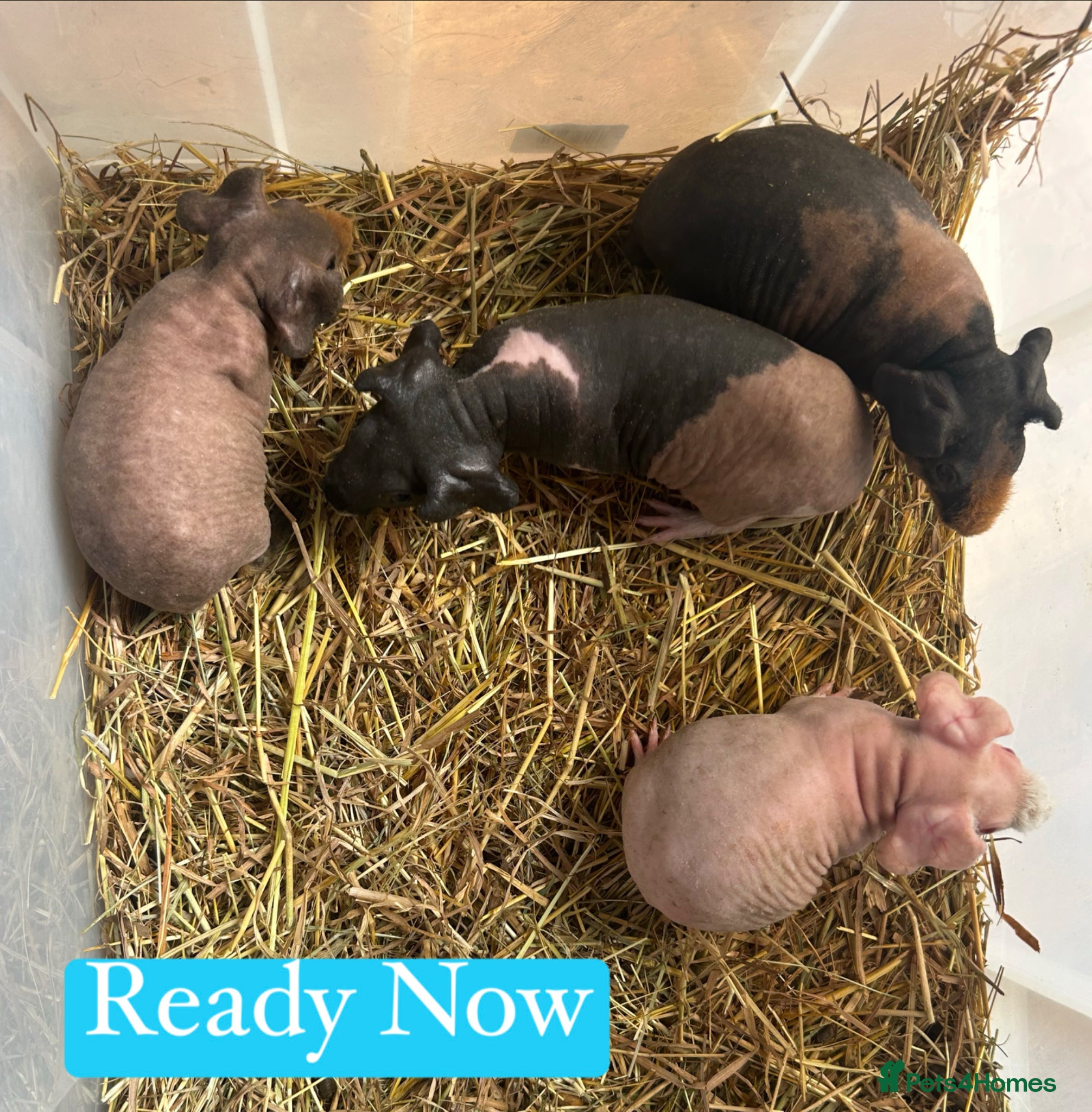 Guinea Pig rodents Skinny Pig Boars  - Advert 15