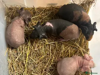 Guinea Pig rodents Skinny Pig Boars - Advert 15