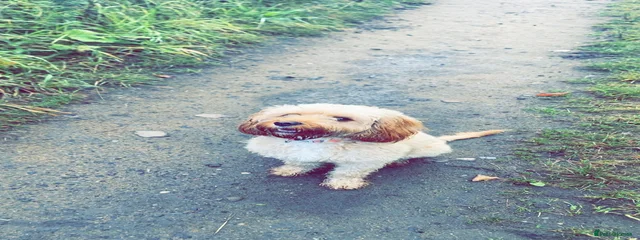 Rosie
