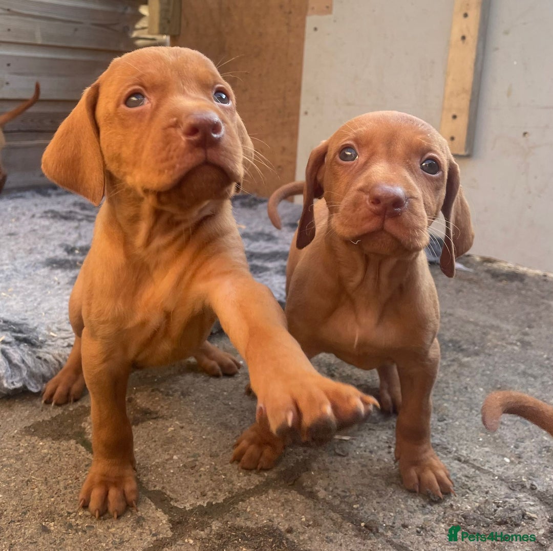 Hungarian Vizsla dogs for sale: Stunning litter of puppies  - Image 1