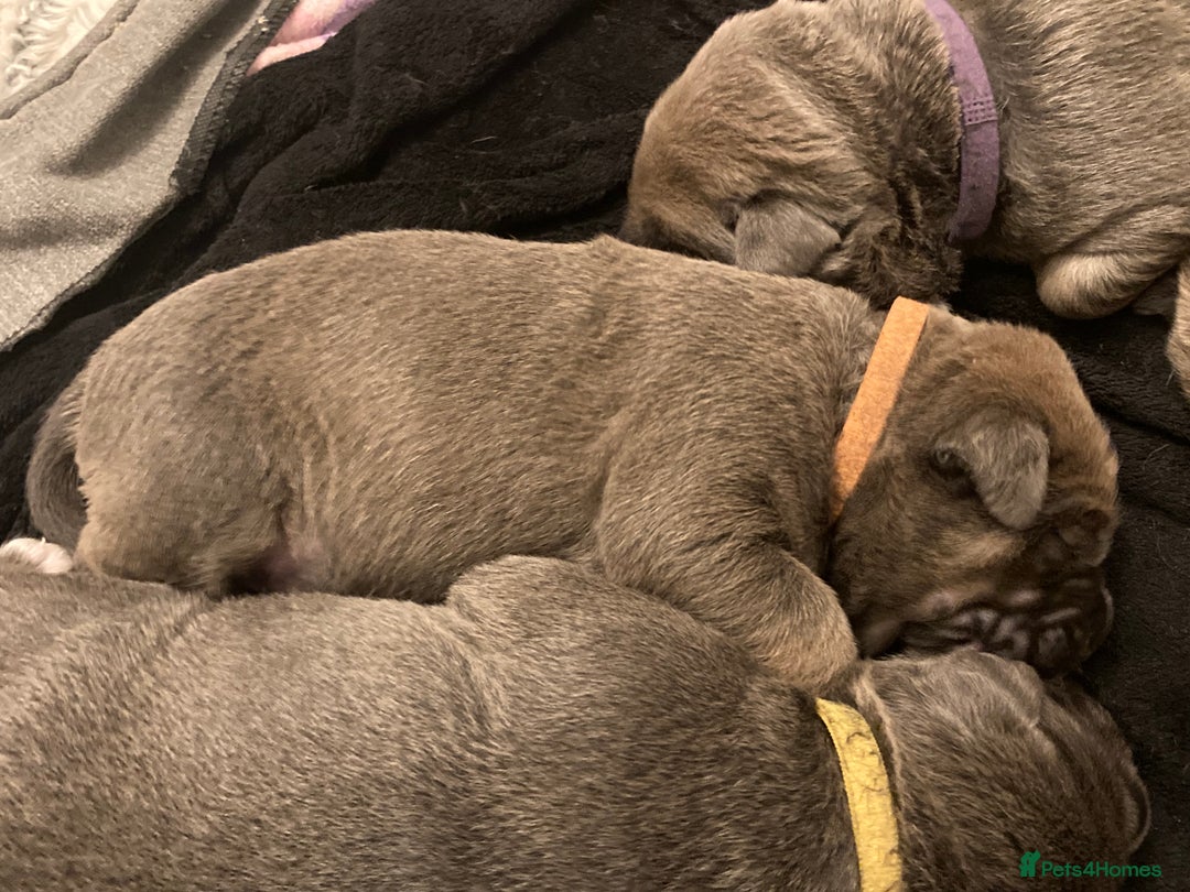 Cane Corso dogs for sale: Big furry floofballs - Advert 14