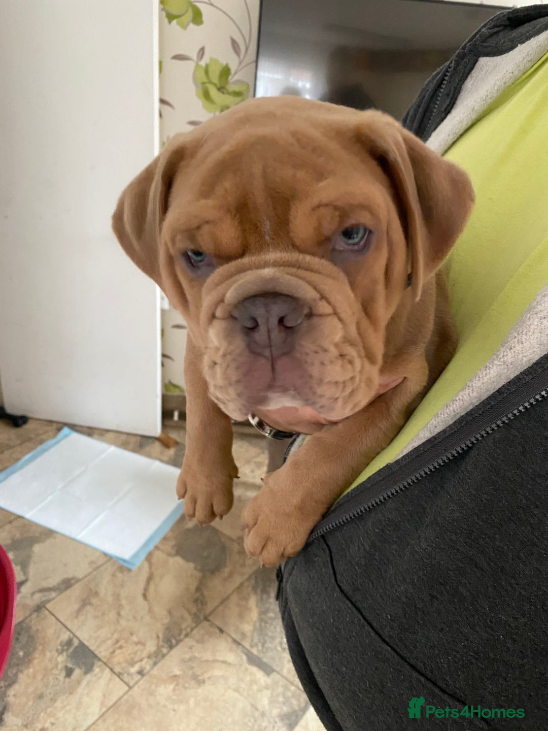 Olde English Bulldogge dogs for sale: 2 male gorgeous Ild English Bulldogs - Image 5