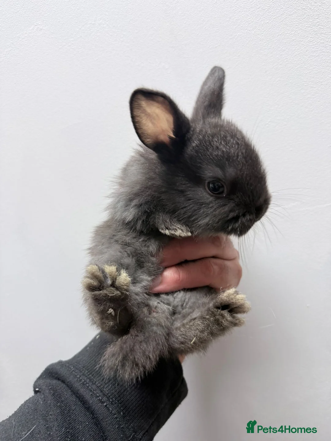 Mixed Breed rabbits for sale: Baby bunnies - Advert 3