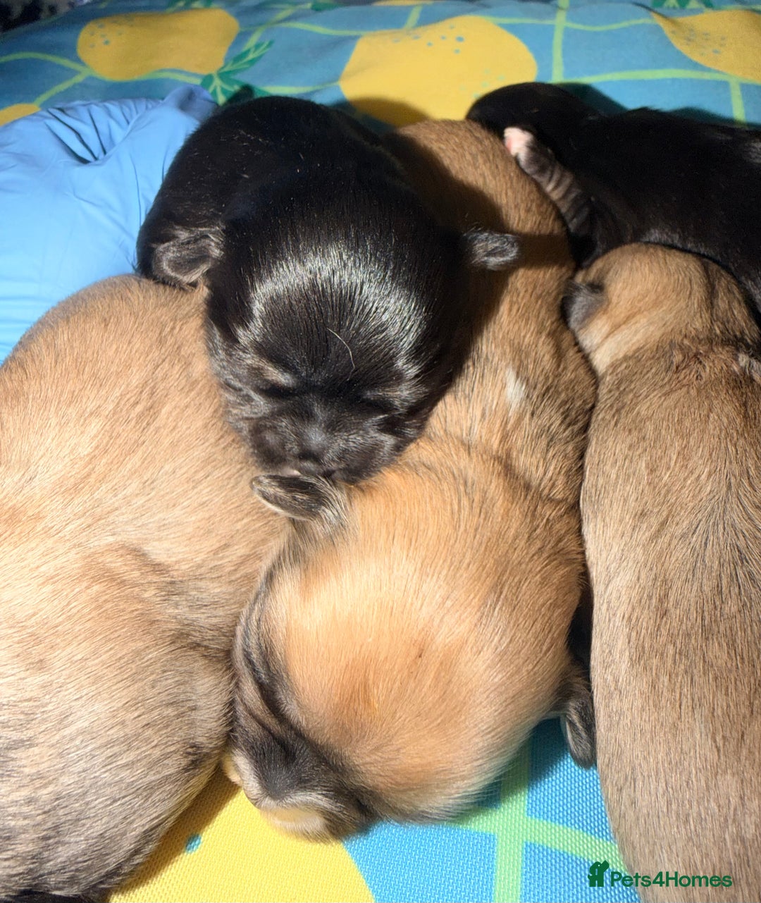 Mixed Breed dogs for sale: Malchi babies  - Advert 10