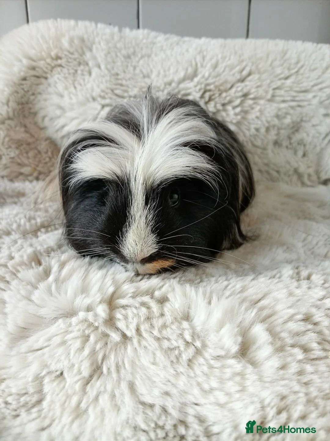 Guinea Pig rodents for sale: Guinea pigs - Advert 2