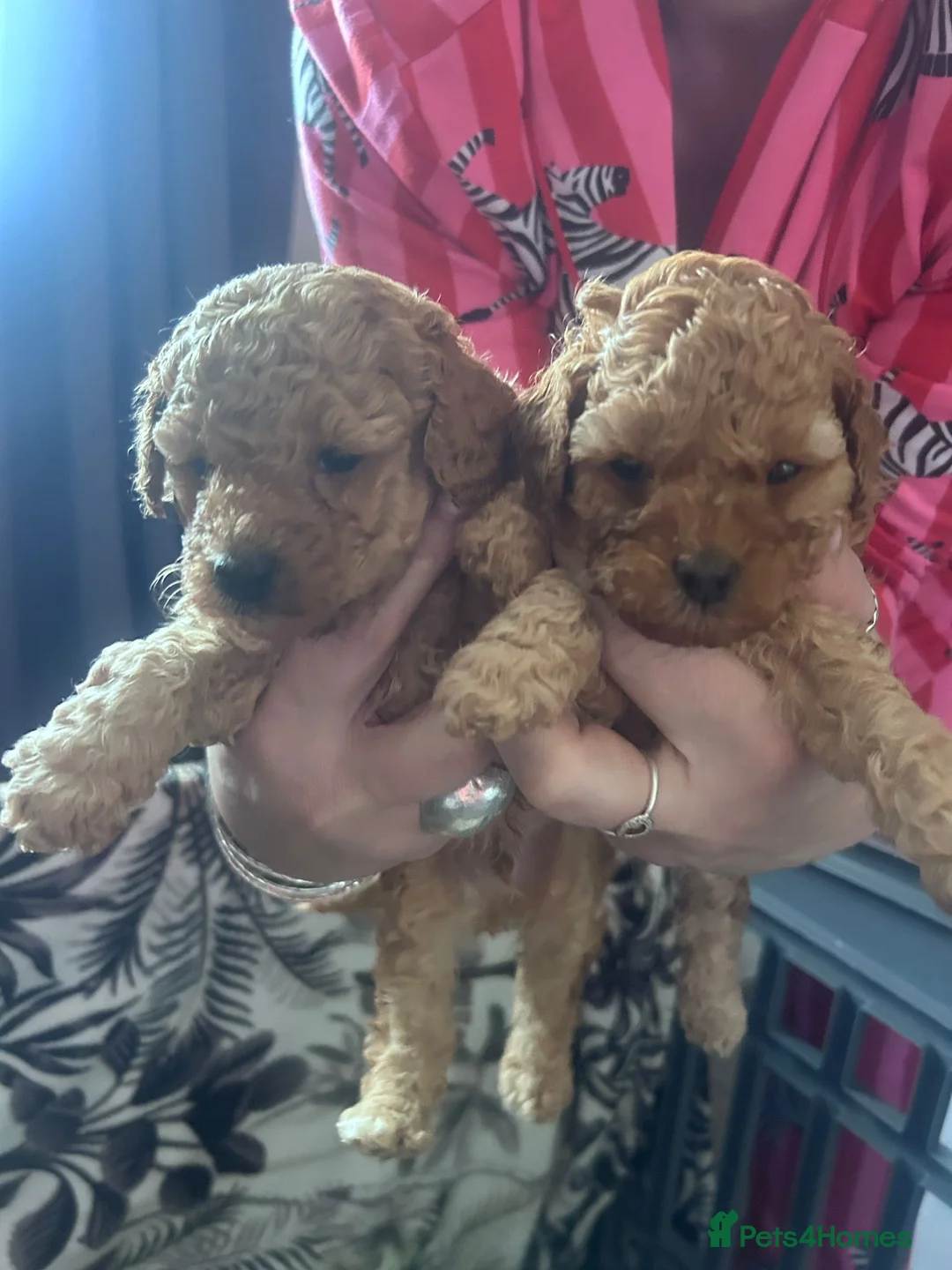 Toy Poodle dogs for sale: Stunning & outstanding KC reg toy poodles  - Advert 2