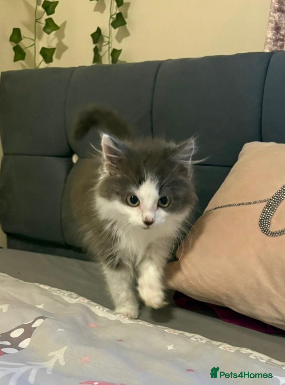 Ragdoll cats for sale: Ragdoll cross British Shorthair Kitten - Advert 11