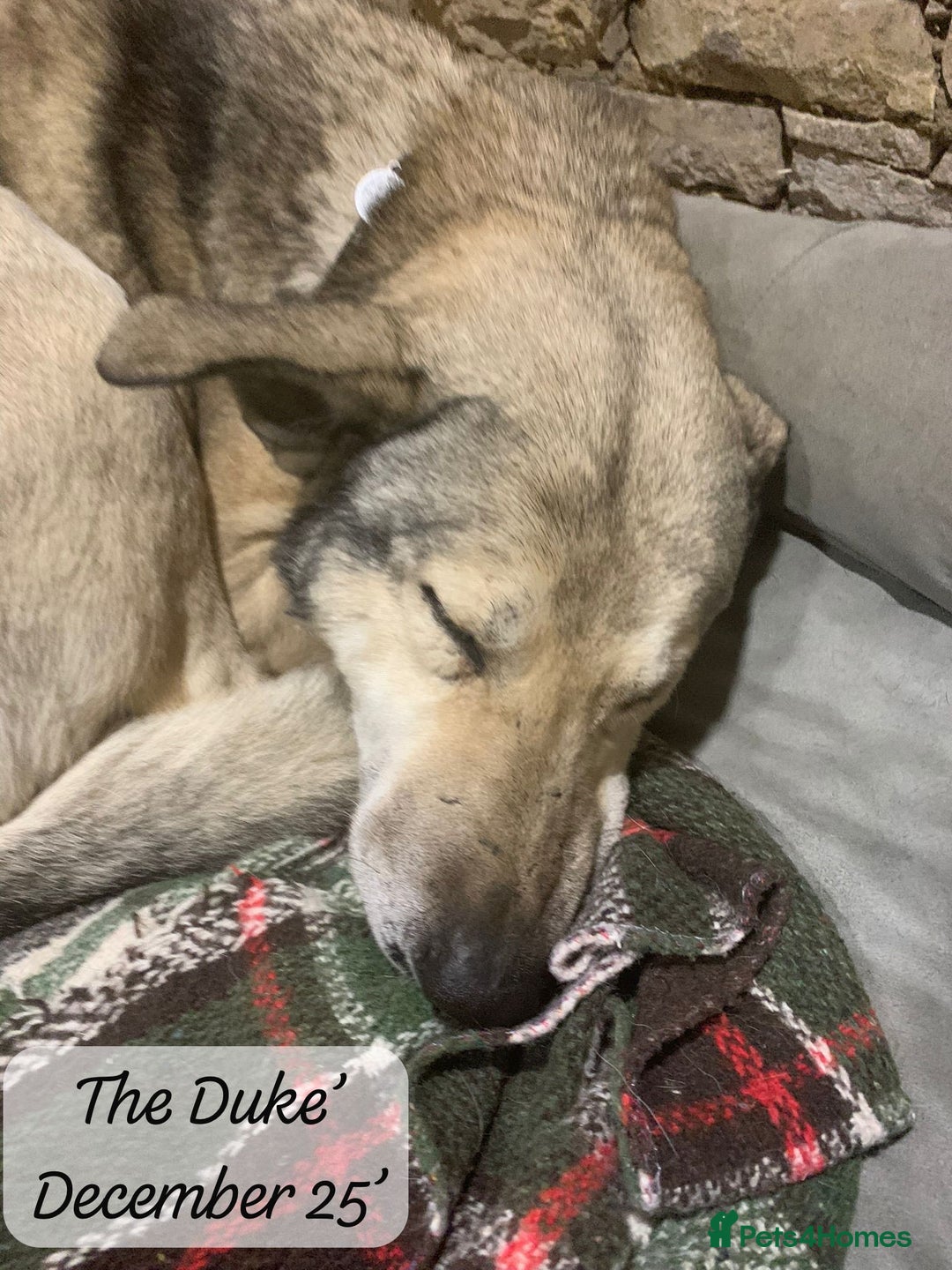 Mixed Breed dogs for adoption: The Duke, 8 yrs approx. Available for adoption. - Advert 21