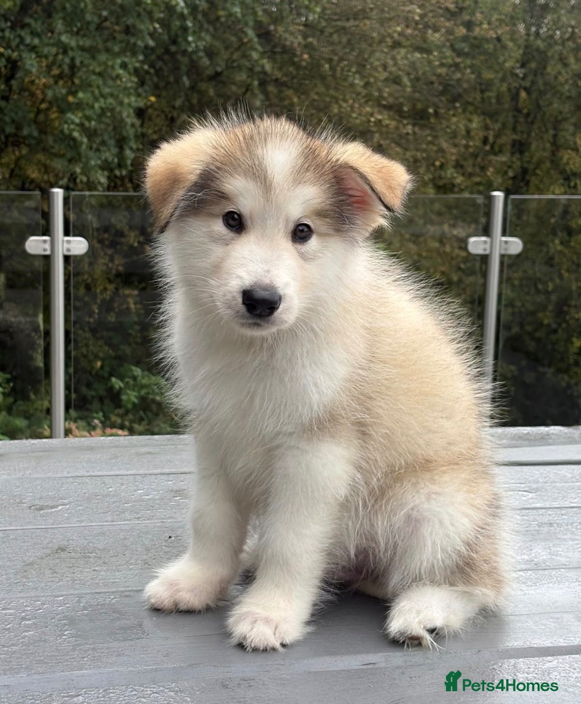 Alaskan Malamute dogs for sale: Champion Line KC Reg Alaskan Malamute Puppies - Advert 2