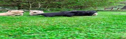 Labrador Retriever dogs for sale: 2 black male Labrador pups in Ballater - Advert 4