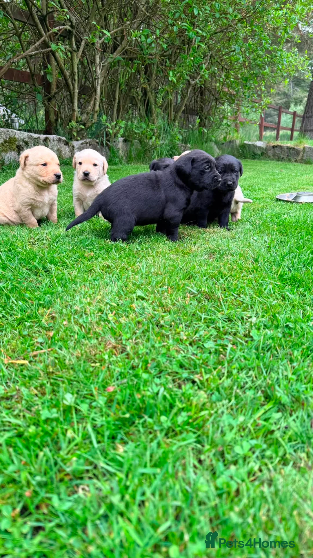 Labrador Retriever dogs for sale: 2 black male Labrador pups in Ballater - Advert 4