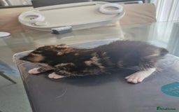 Abyssinian cats for sale: Beautiful & very therapeutic to watch them grow :) - Image 5