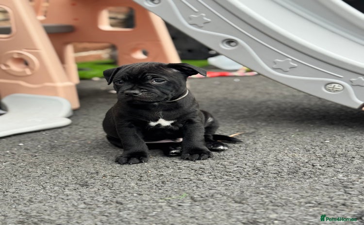 Staffordshire Bull Terrier dogs for sale in Carlisle - Advert 3