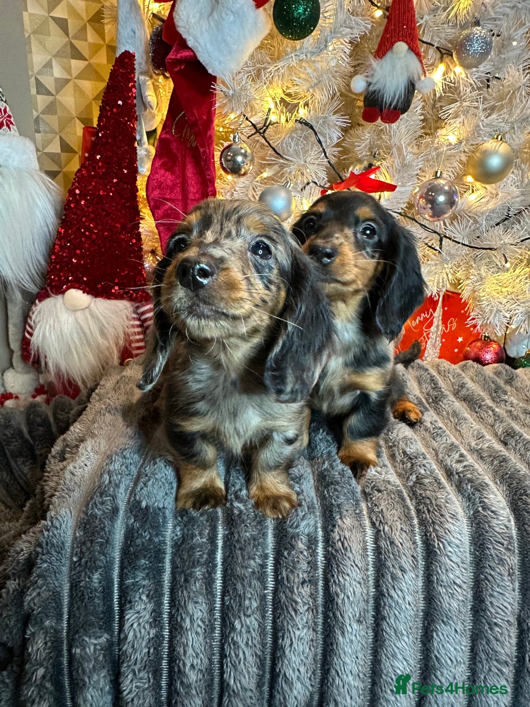 Miniature Dachshund dogs for sale: Long Haired Miniature Dachshund puppies - Advert 10