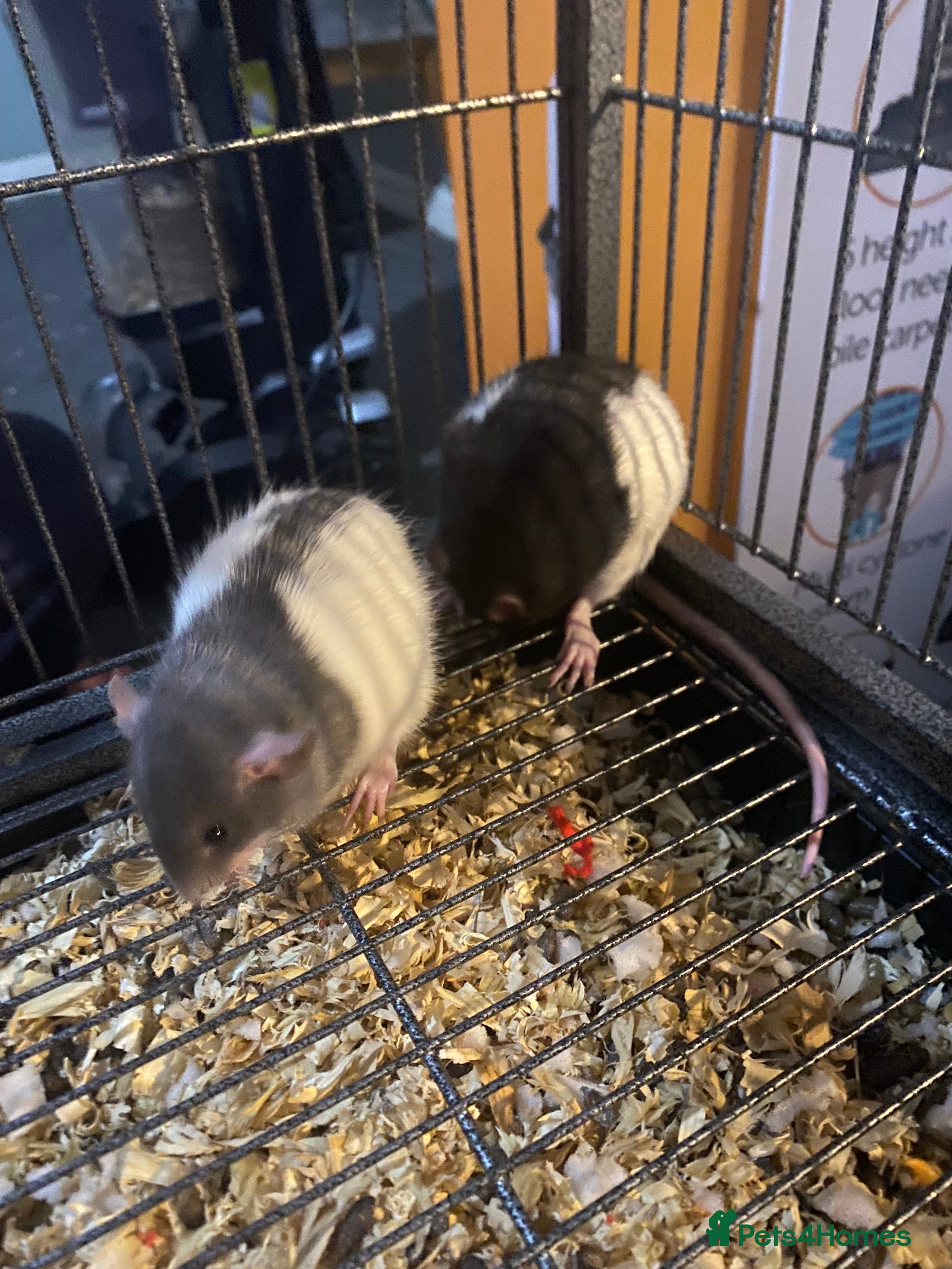 Rat rodents 2 male rats  - Advert 1