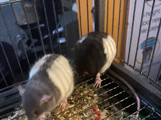 Rat rodents 2 male rats - Advert 1