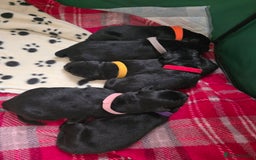 Mixed Breed dogs for sale: Sheprador Puppies - Image 17