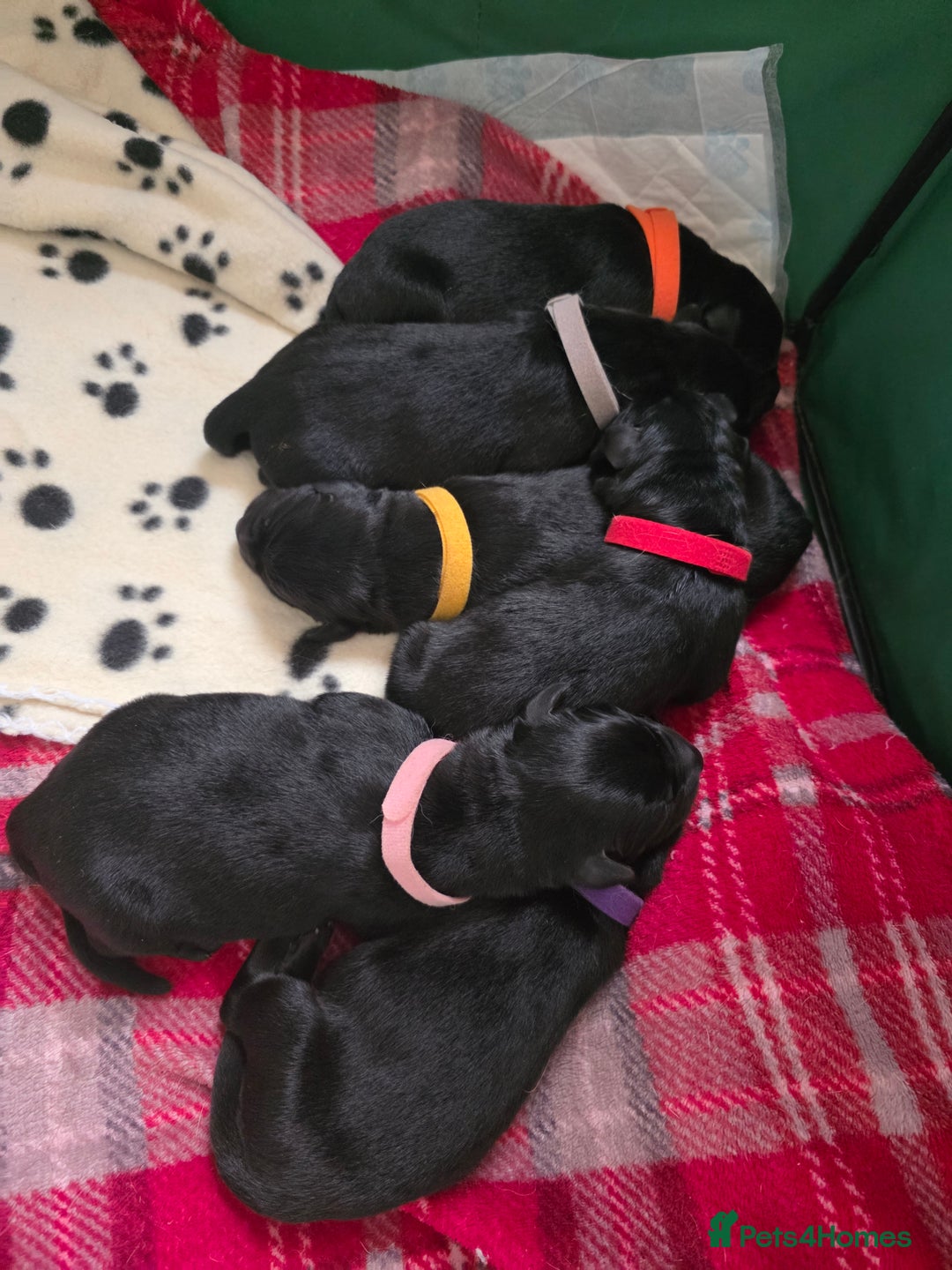 Mixed Breed dogs for sale: Sheprador Puppies - Image 17