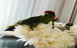 Budgerigars birds for sale: Birds  - Image 3