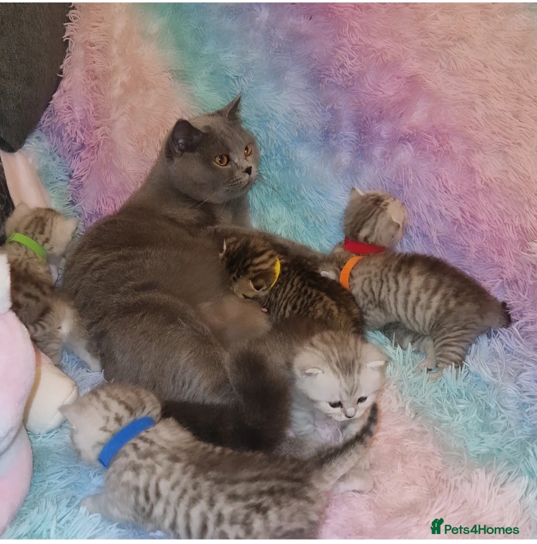British Shorthair cats for sale: 🩵💙💜Amasing British Shorthair Kittens🧡💚💙 - Advert 5