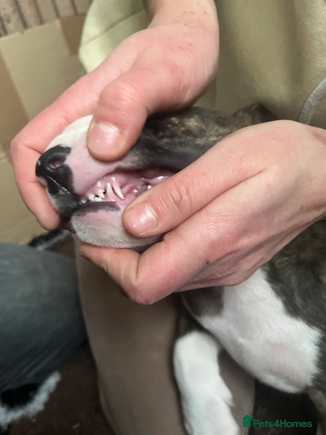 Bull Terrier dogs for sale: Bull terrier standard. KC registered. BOY - Advert 9