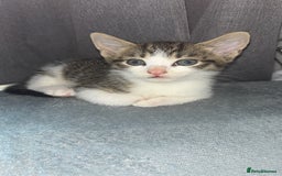 Mixed Breed cats for sale: 6 kittens to a loving home  - Image 8