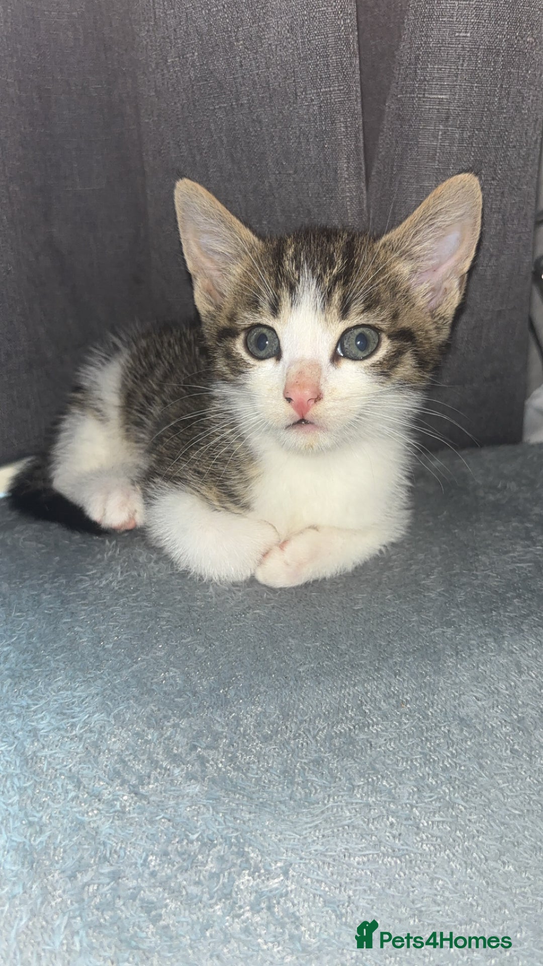 Mixed Breed cats for sale: 6 kittens to a loving home  - Image 8