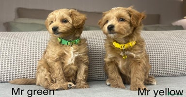 Maltipoo dogs - Advert 2