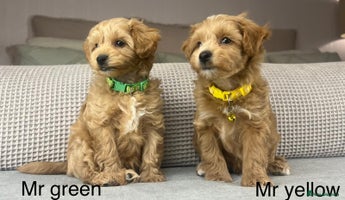 Maltipoo dogs - Advert 2