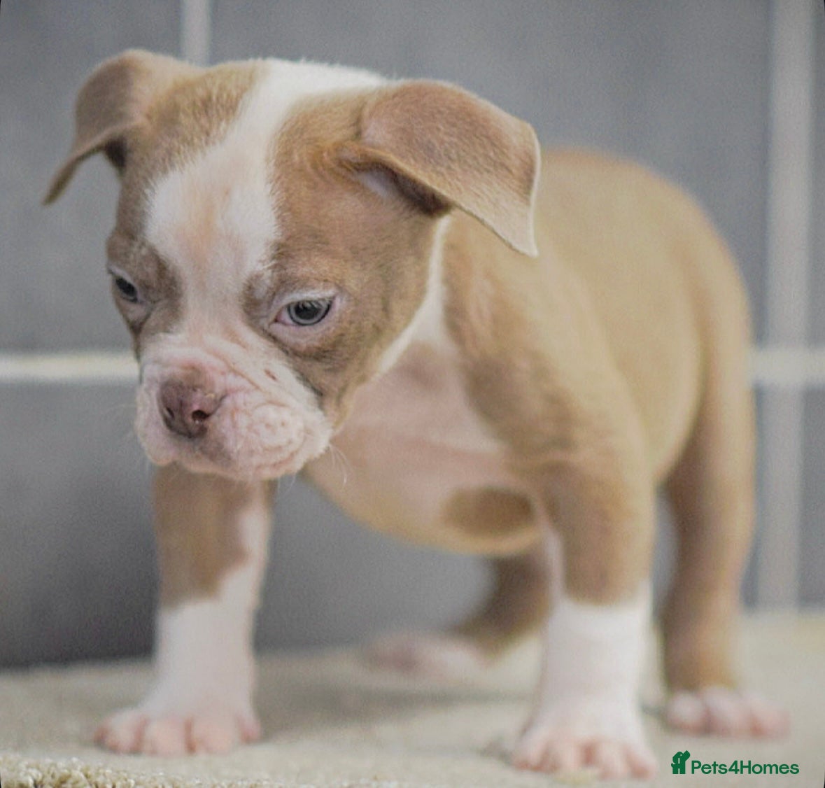 Old Tyme Bulldog dogs 5⭐️RATED COUNCIL APPROVED💥LICENSED 23 YEAR EXPERT - Advert 1