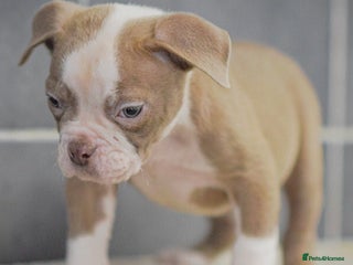 Old Tyme Bulldog dogs 5⭐️RATED COUNCIL APPROVED💥LICENSED 23 YEAR EXPERT - Advert 1