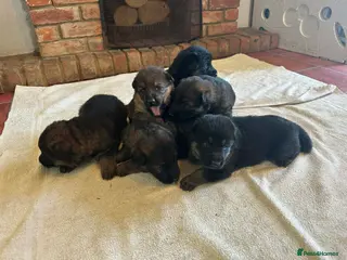 German Shepherd dogs Quality Litter GSD Puppy’s @ Icepack - Advert 3