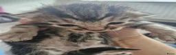 Bengal cats for sale: Bengal Cross Kittens in Larkhall - Advert 12