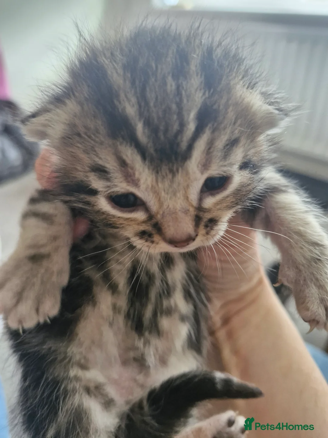 Bengal cats for sale: Bengal Cross Kittens in Larkhall - Advert 12