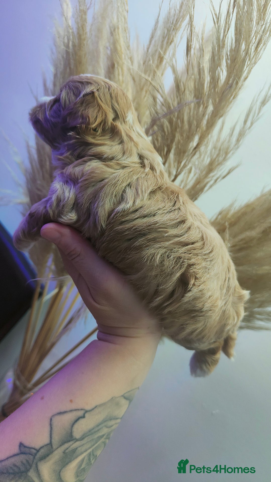 Maltipoo dogs for sale: F1 Tiny Maltipoo Puppies  - Advert 29