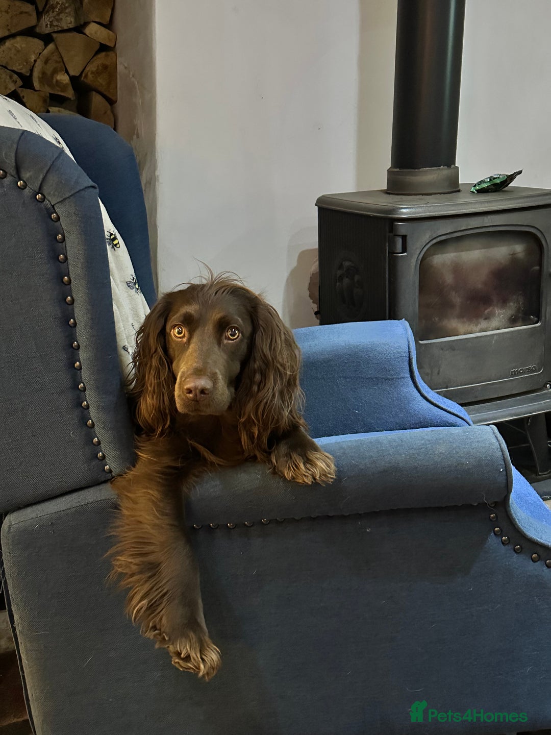 Cocker Spaniel dogs for sale: Cocker Spaniel Puppies looking for the best homes - Image 6