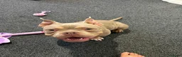 American Bully dogs for sale: Micro American bully  - Advert 4