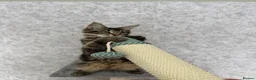 Maine Coon cats for sale: Stunning Purebred TICA Reg Maine Coon Kittens in London - Advert 30