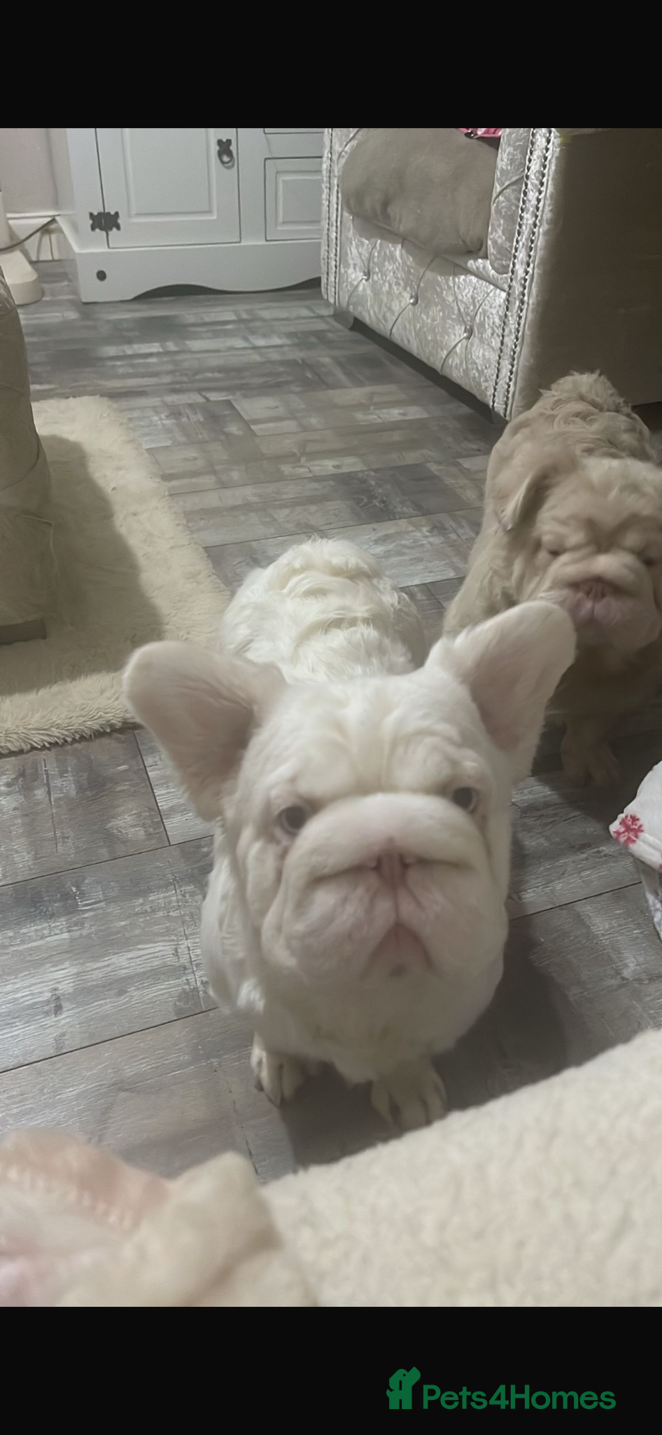 French Bulldog dogs Beautiful Pink French Bulldog for sale  - Advert 2