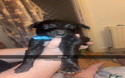 Lurcher dogs for sale: Lurcher puppies - Image 1