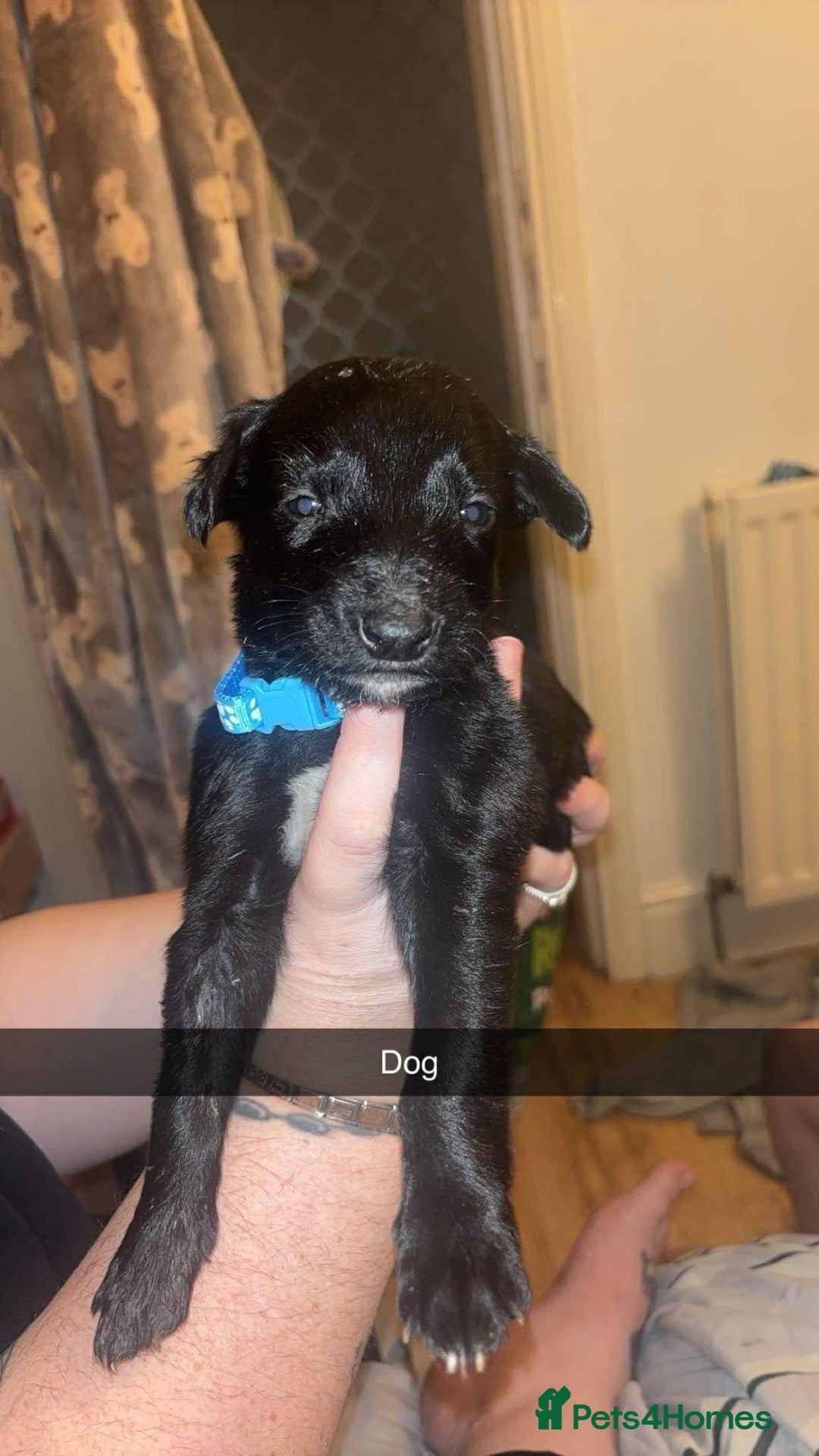 Lurcher dogs for sale: Lurcher puppies - Image 1