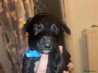 Lurcher dogs - Advert 1