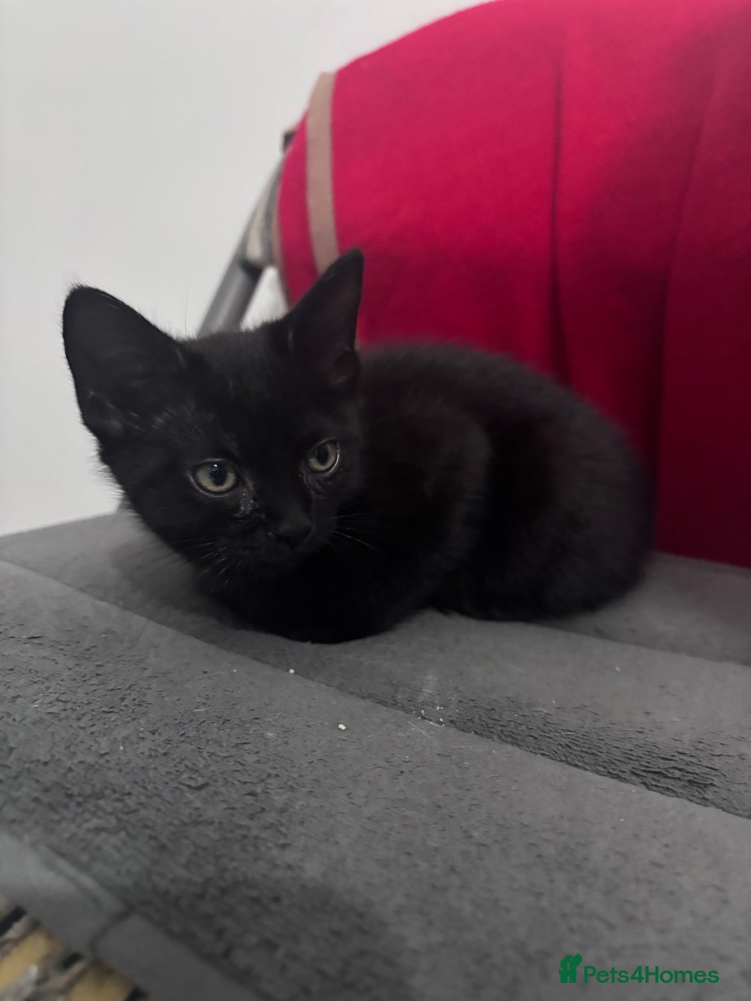 Mixed Breed cats for sale: Playful Female Kittens Ready for Forever Homes - Image 3