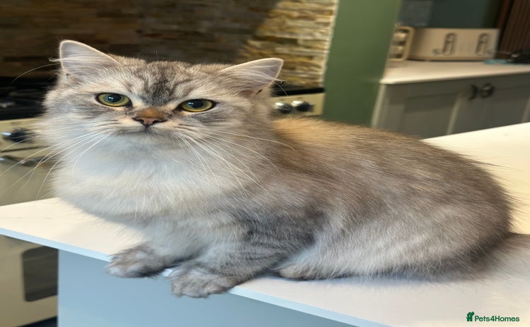 Persian cats Saffiyah and Santi looking for their forever home. - Advert 2