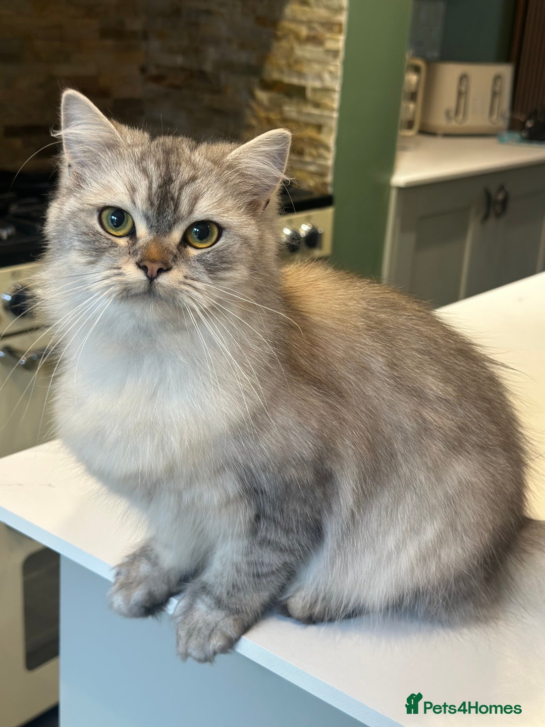 Persian cats for sale: Saffiyah and Santi looking for their forever home. - Advert 1