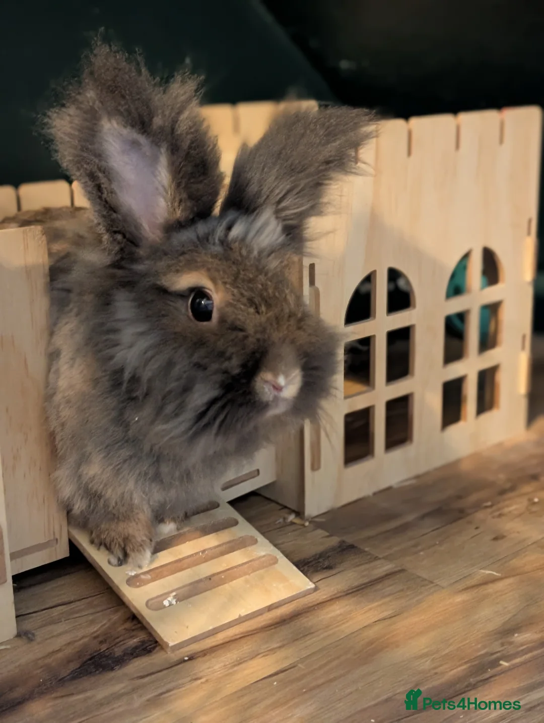 Lionhead rabbits for sale: 2 lionhead Rabbits looking for loving home in Nottingham - Advert 2